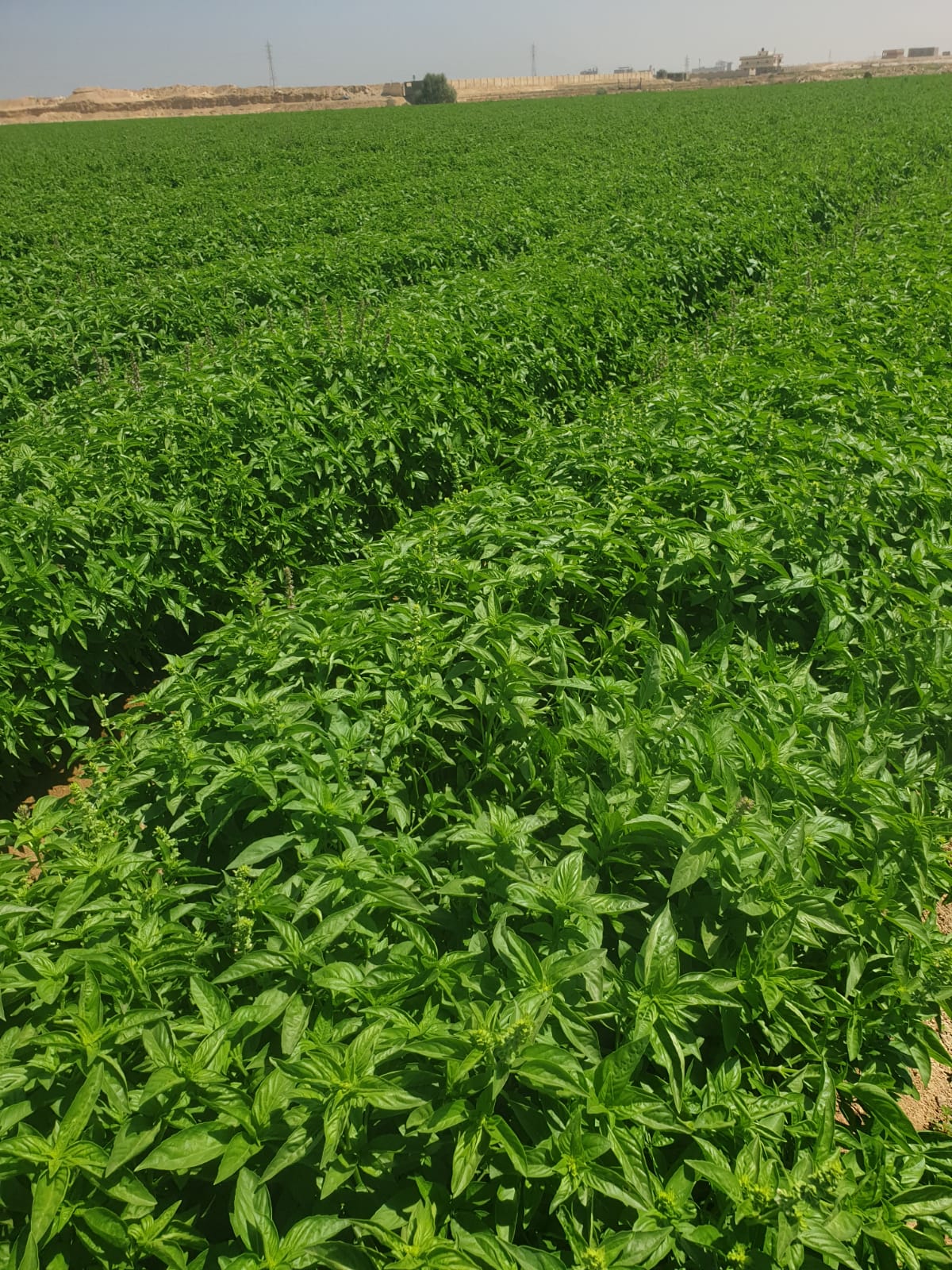 showing our real work